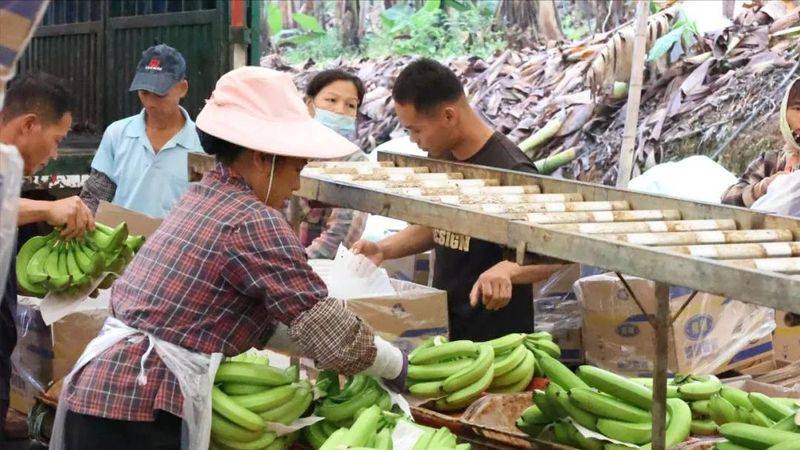 皇帝蕉种植技术