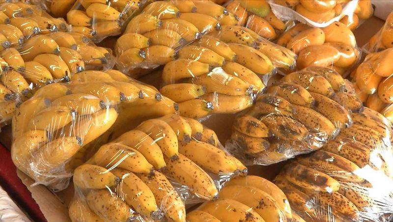 皇帝蕉种植技术