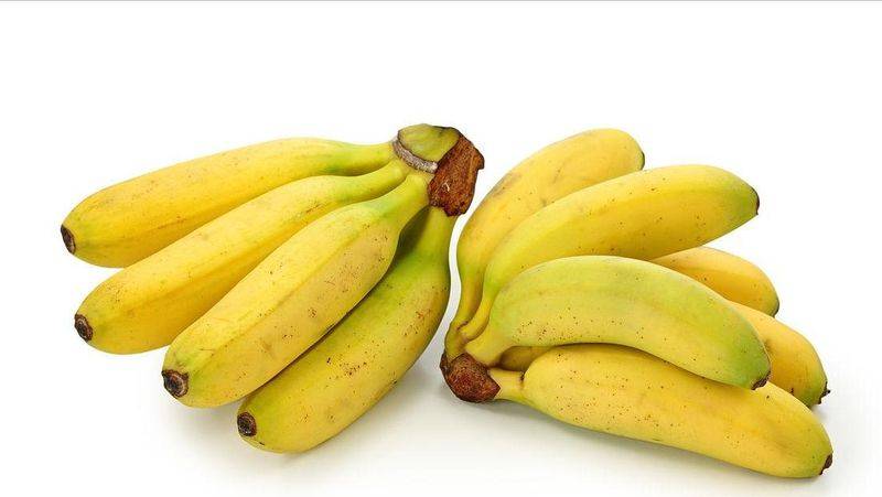 皇帝蕉种植技术