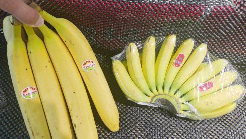 皇帝蕉种植技术