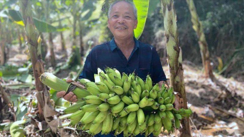 皇帝蕉种植技术