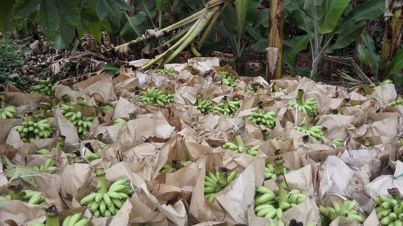 皇帝蕉种植技术