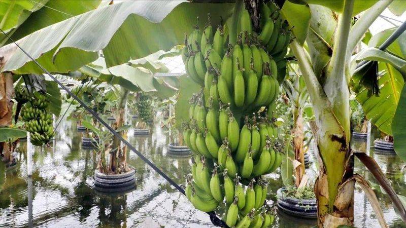 皇帝蕉种植技术