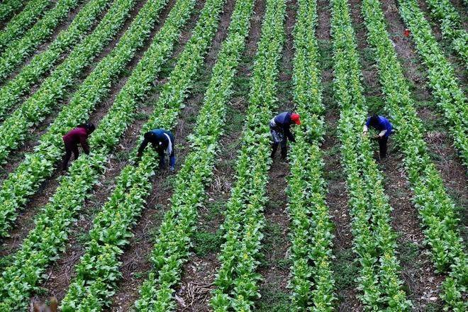 白菜种植时间和方法