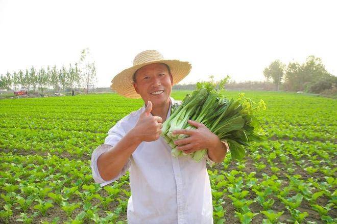 白菜种植时间和方法