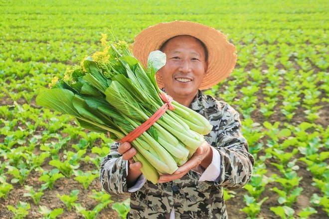 白菜种植时间和方法