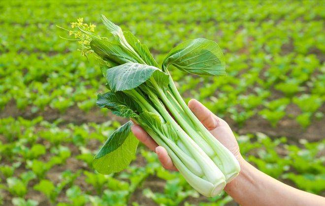 白菜种植时间和方法