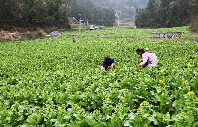 白菜种植时间和方法