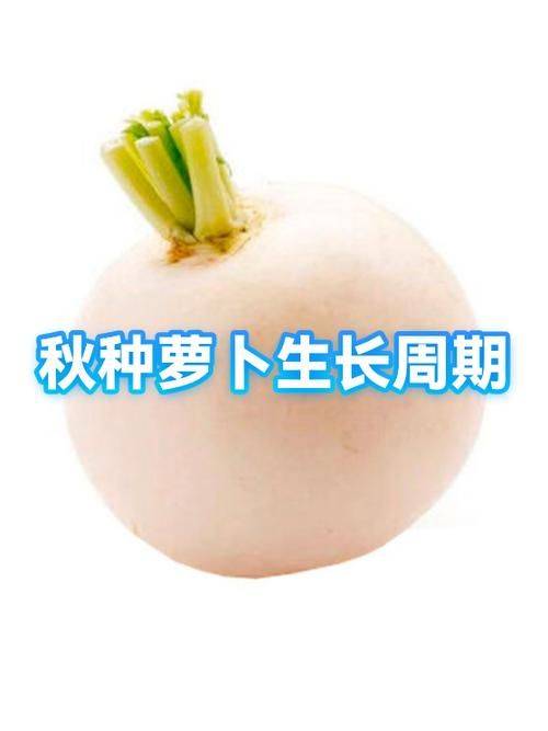 秋萝卜种植技术