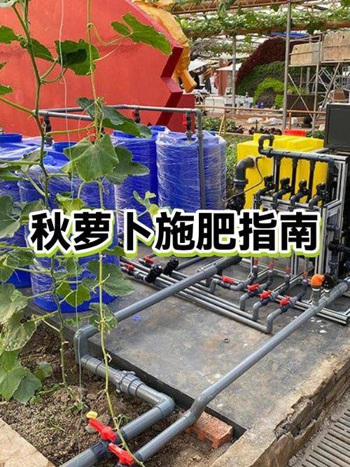 秋萝卜种植技术