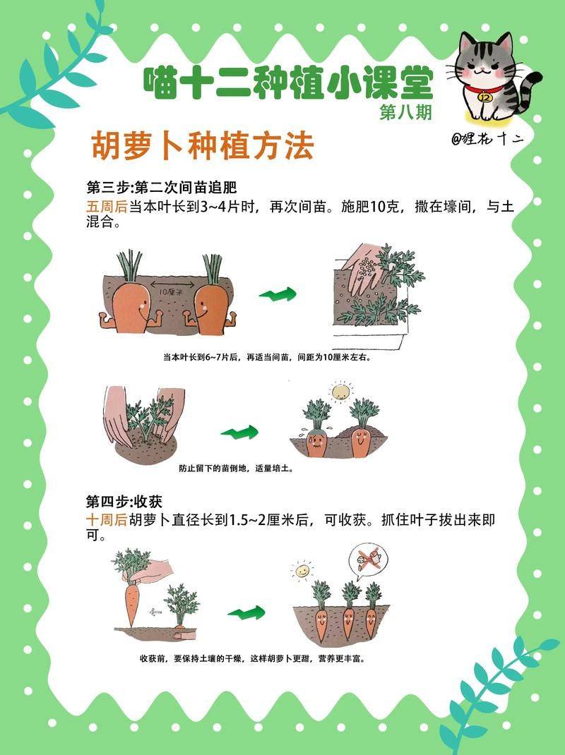 秋萝卜种植技术