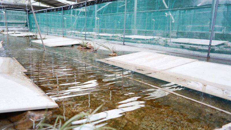 2026年石蛙价格收购