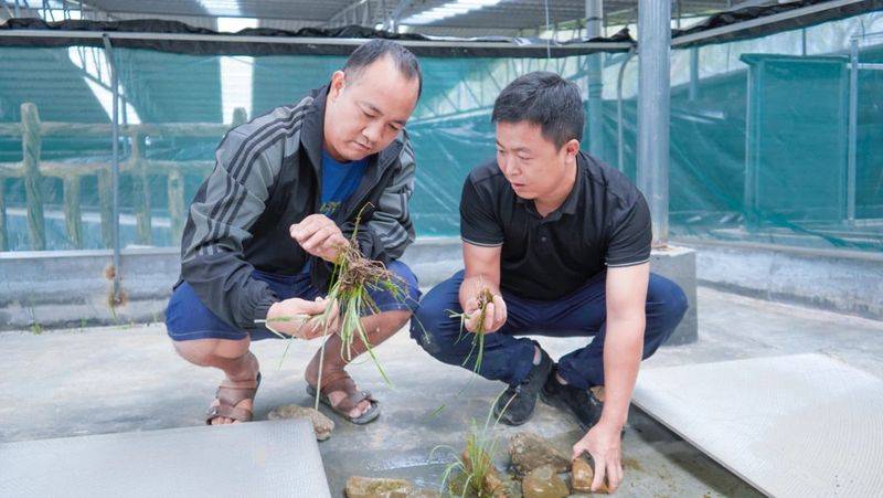 2026年石蛙价格收购