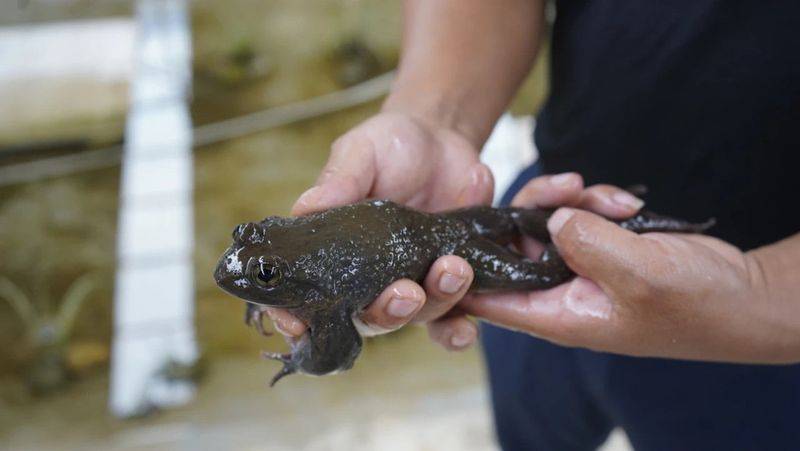 2026年石蛙价格收购