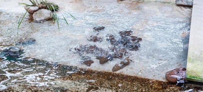 2026年石蛙价格收购