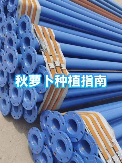 秋萝卜种植技术