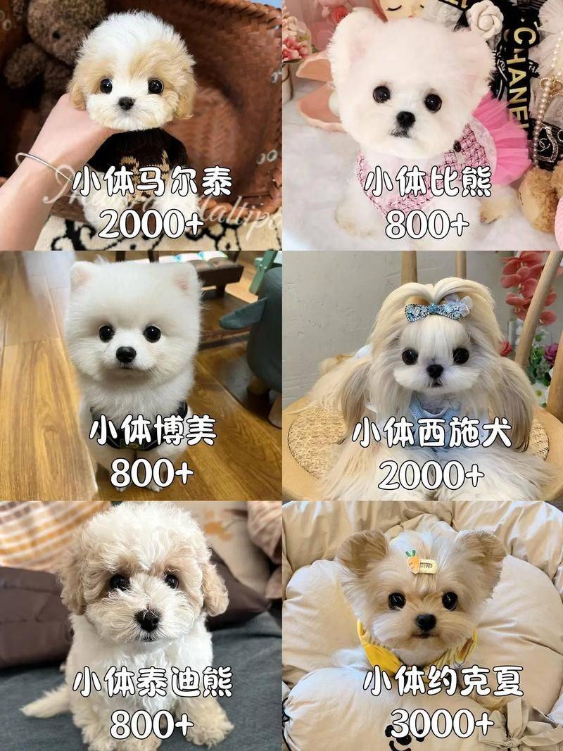 How much for a teacup