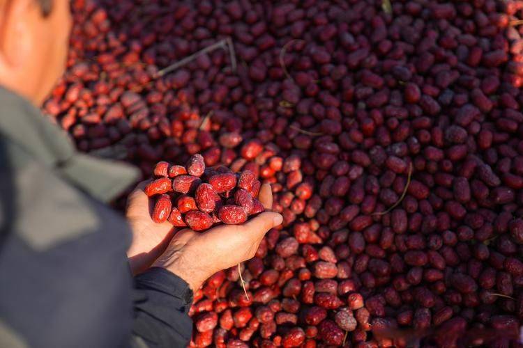 新疆大枣种植技术