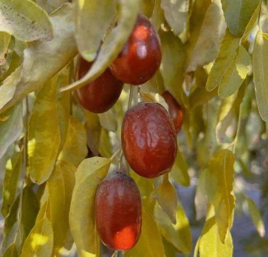 新疆大枣种植技术