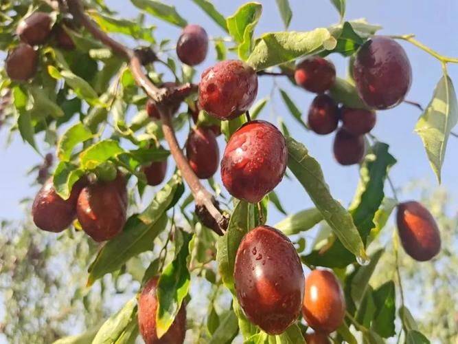 新疆大枣种植技术