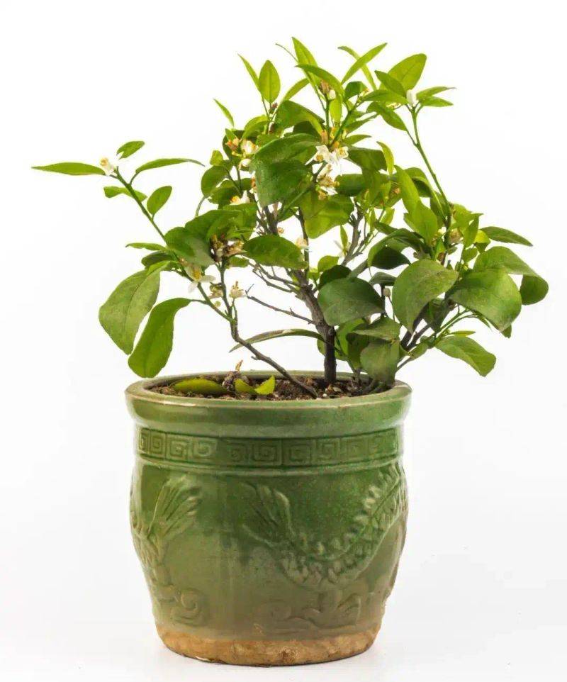 It's an orange plant