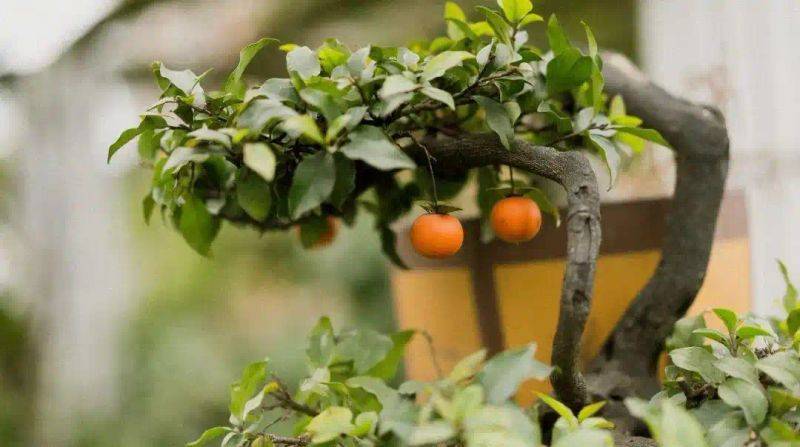 It's an orange plant