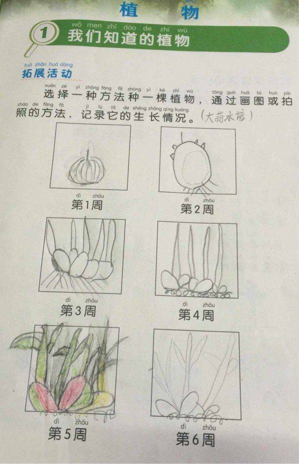 小葱的种植方法和时间
