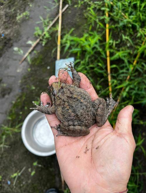 2026年石蛙价格收购