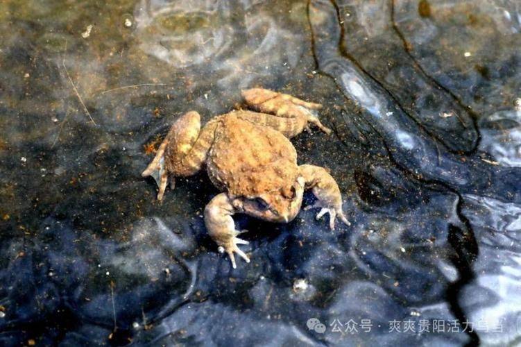 2026年石蛙价格收购