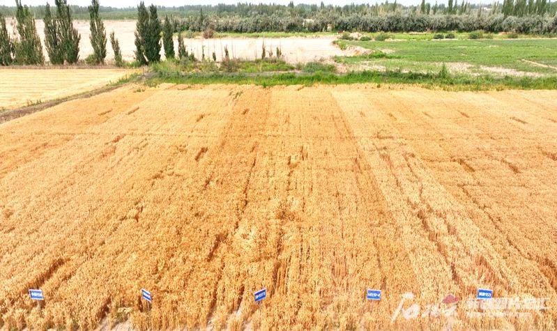 Sichuan wheat cultivation technology
