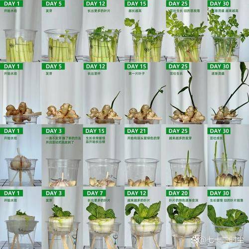 Water for vegetable cultivation