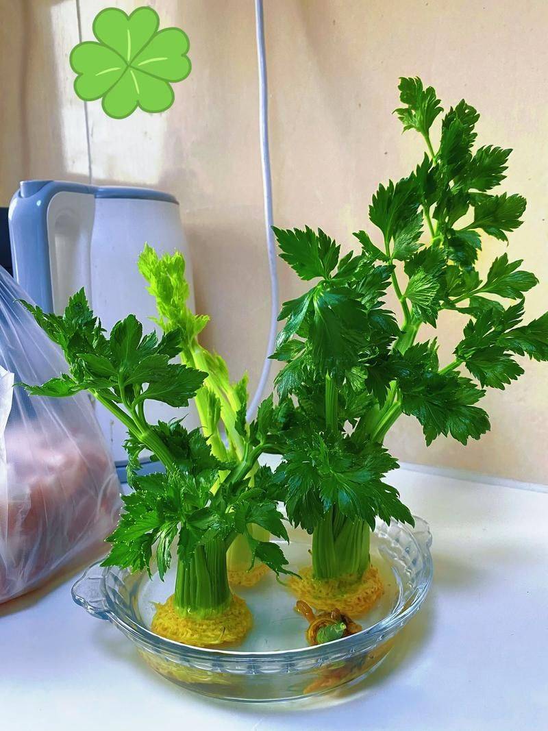 Water for vegetable cultivation