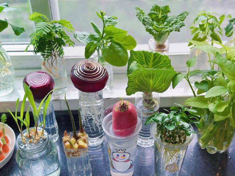 Water for vegetable cultivation