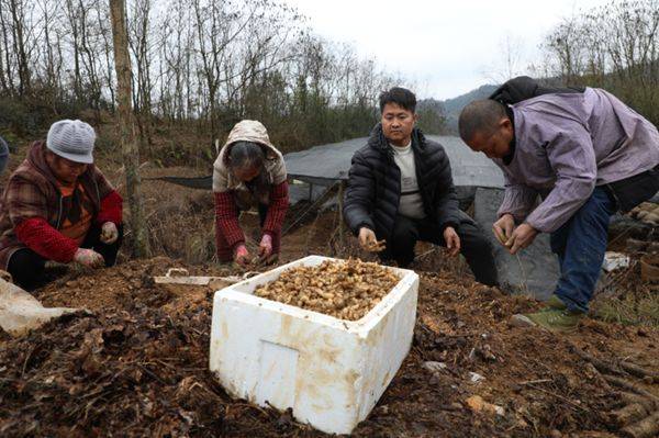 贵州天麻种植技术