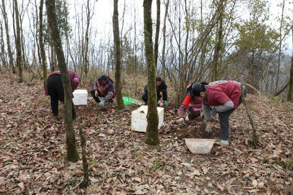 贵州天麻种植技术