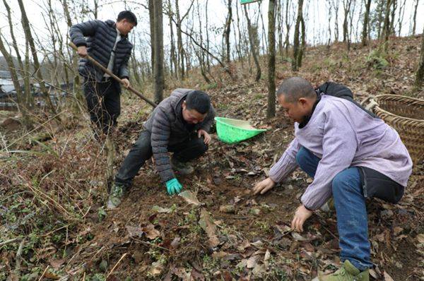 贵州天麻种植技术