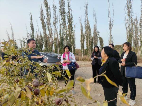新疆大枣种植技术