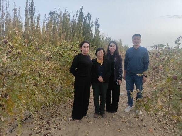 新疆大枣种植技术