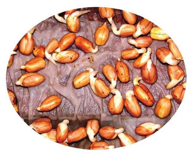 How to grow sprouts