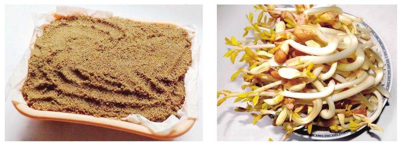 How to grow sprouts