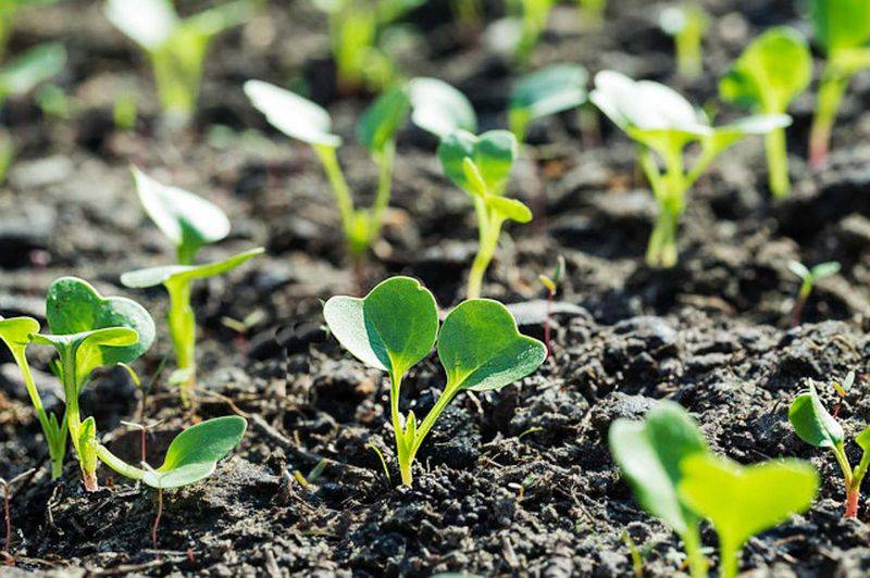 Autumn radish cultivation techniques