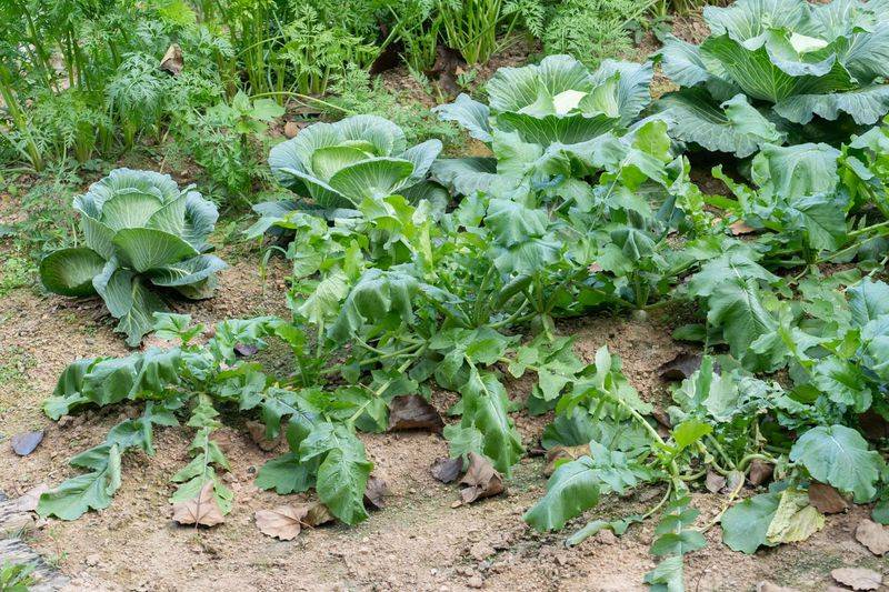 Autumn radish cultivation techniques