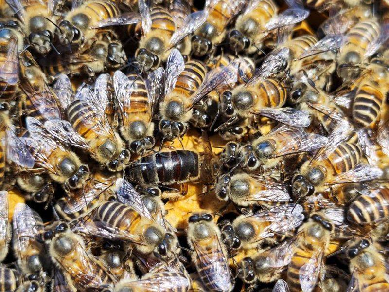 关于蜜蜂遗传相关知识