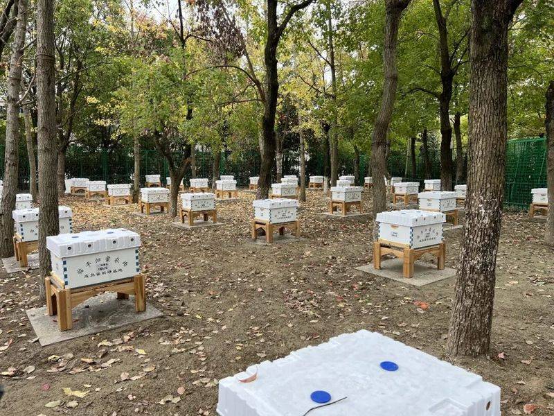 关于蜜蜂遗传相关知识