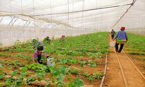 Cucumber cultivation methods