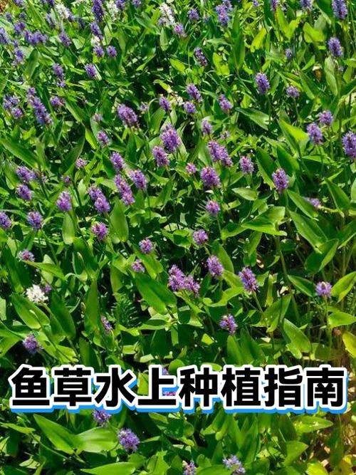 Water for vegetable cultivation