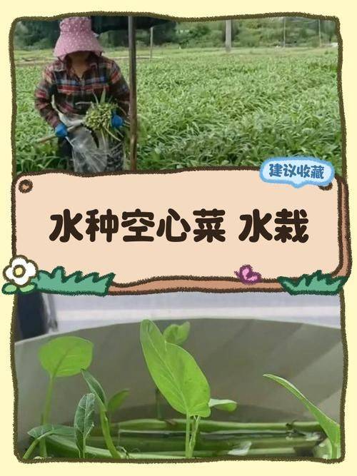 Water for vegetable cultivation