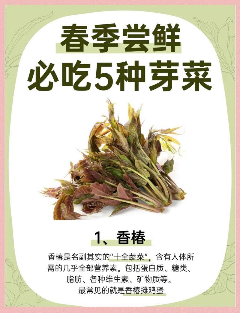 芽菜种植方法