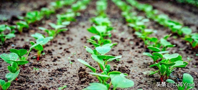 Autumn radish cultivation techniques