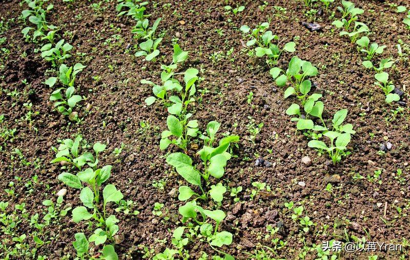 Autumn radish cultivation techniques